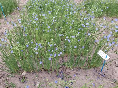 Click for 1 image(s) for this accession.